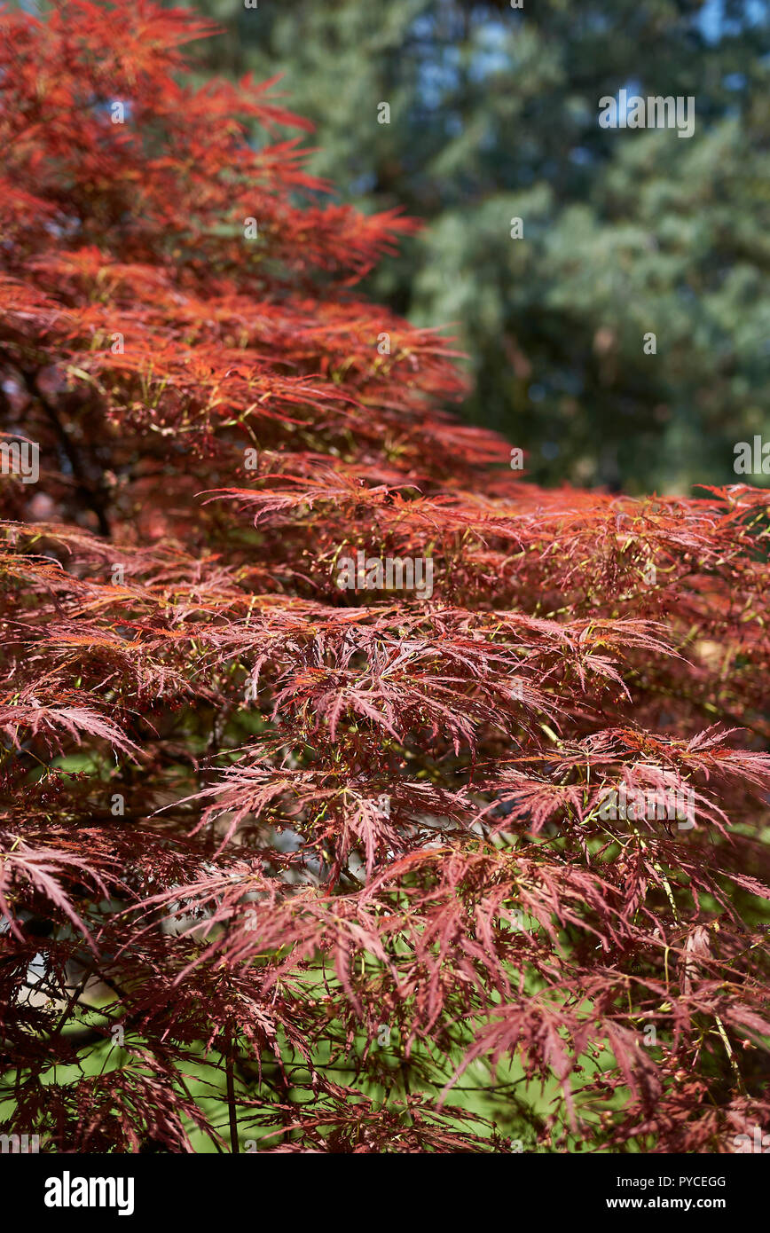 Japanese maple atropurpureum hi-res stock photography and images - Alamy