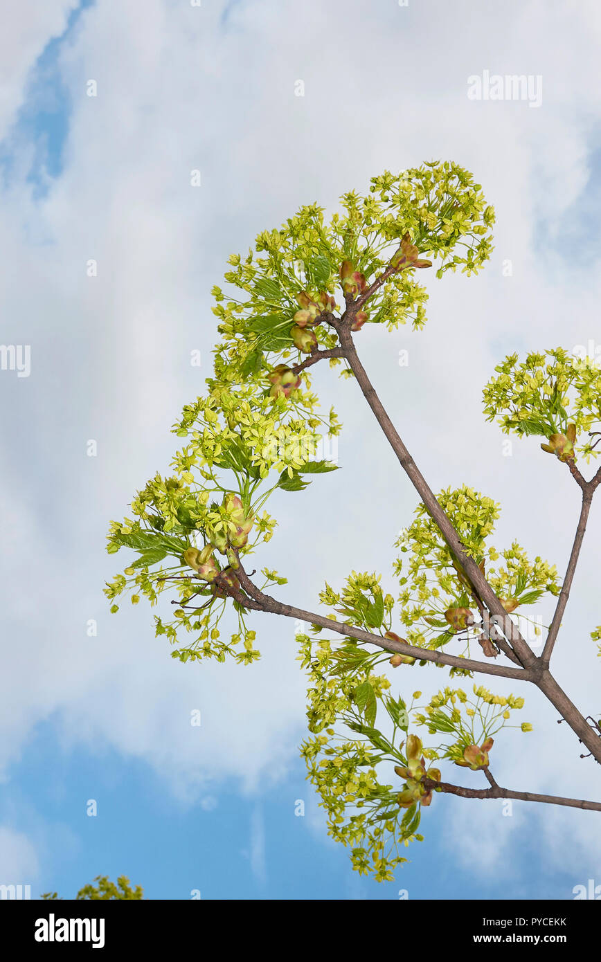 Acer platanoides tree Stock Photo