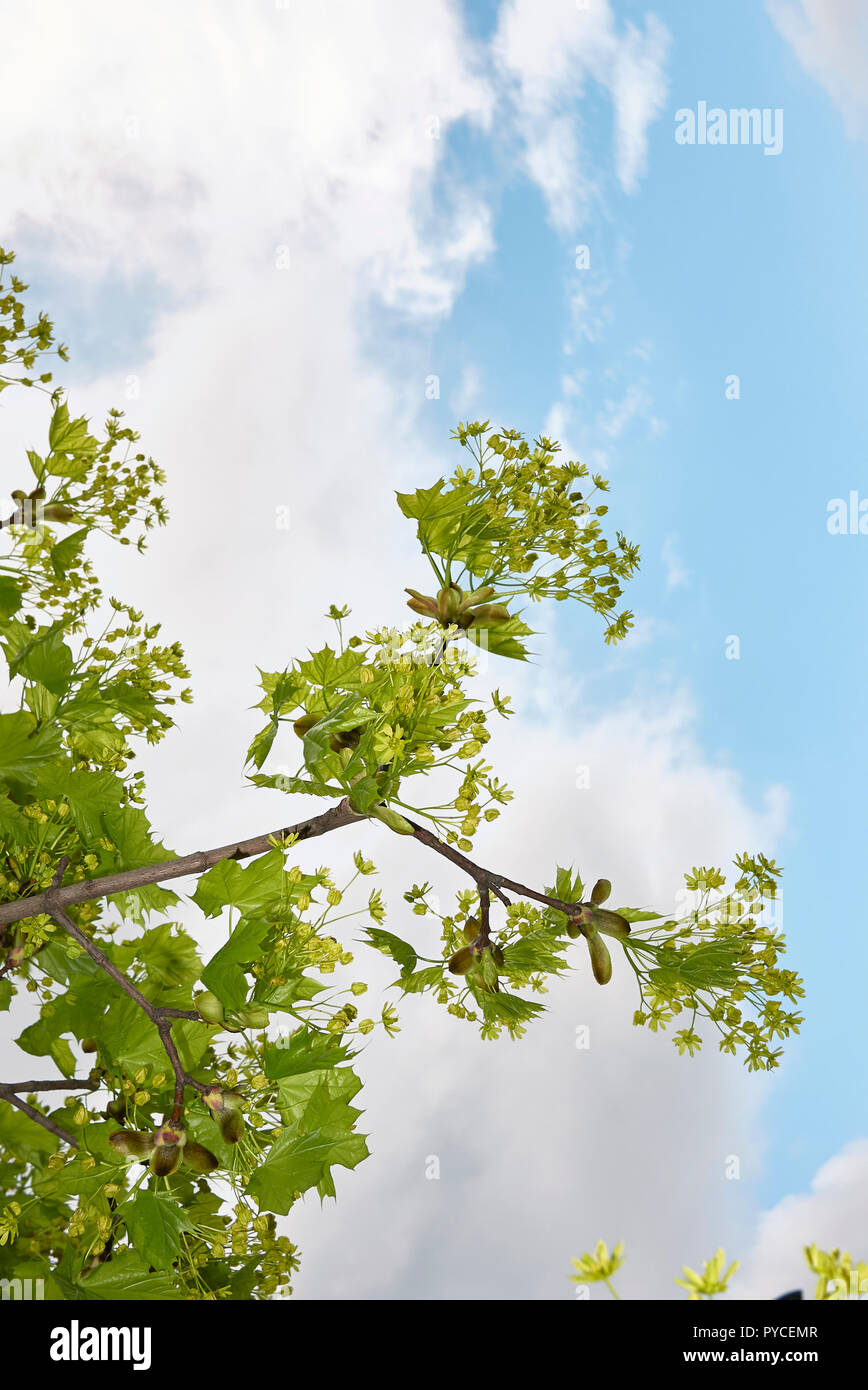 Acer platanoides tree Stock Photo