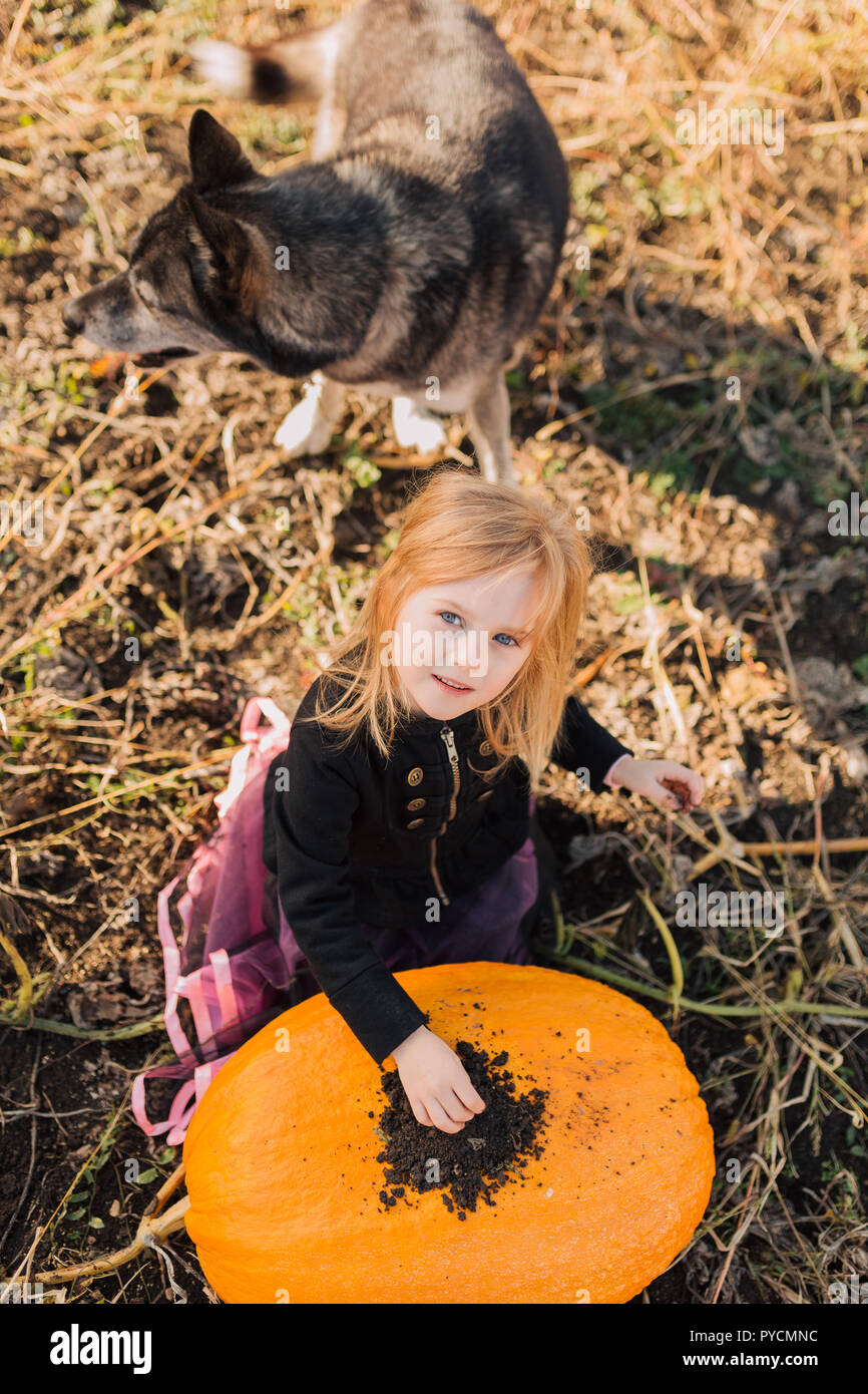 Child with dog playing in the pumpkin field on Halloween Stock Photo