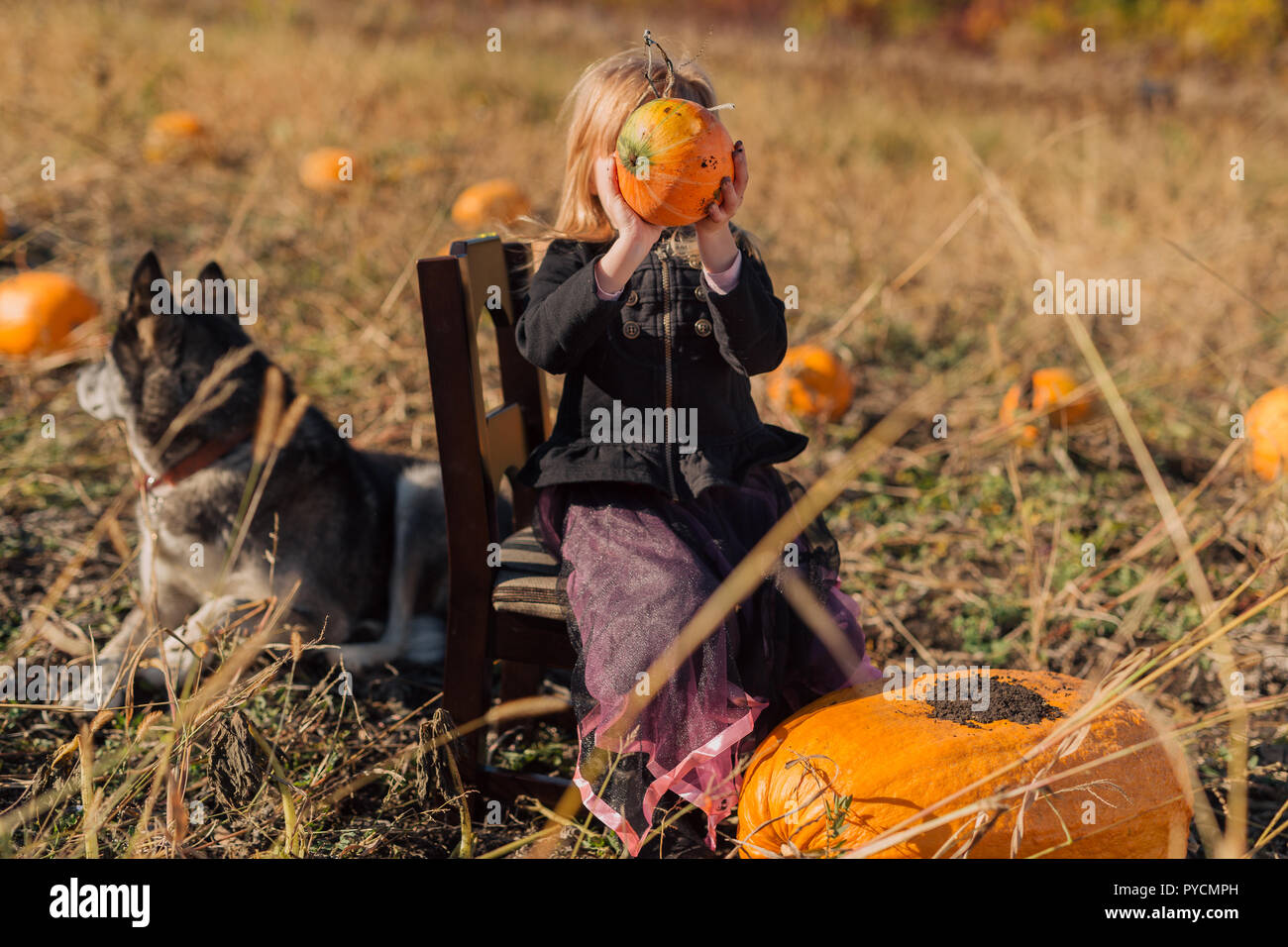 Child with dog playing in the pumpkin field on Halloween Stock Photo
