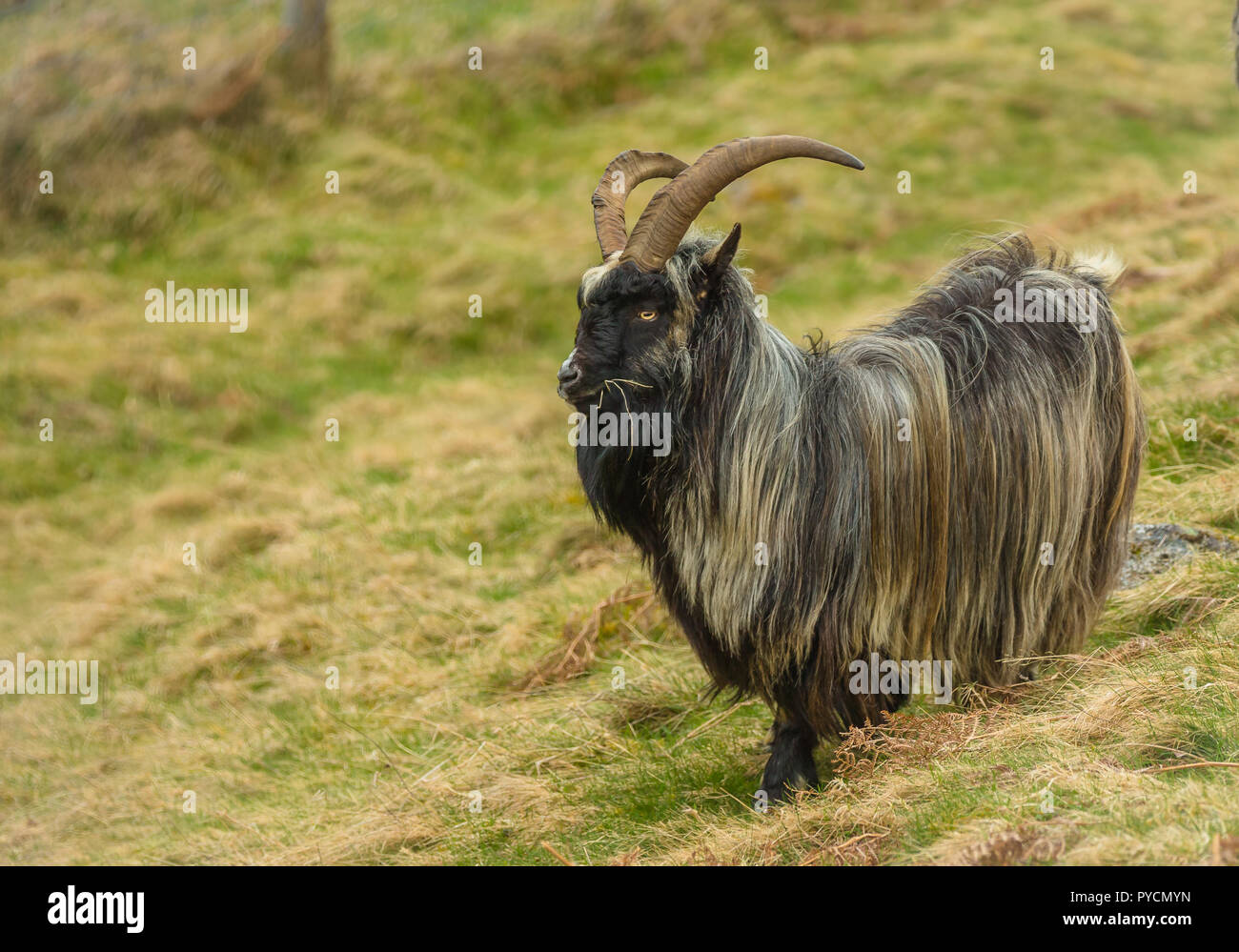 Wild goats scotland hi-res stock photography and images - Alamy