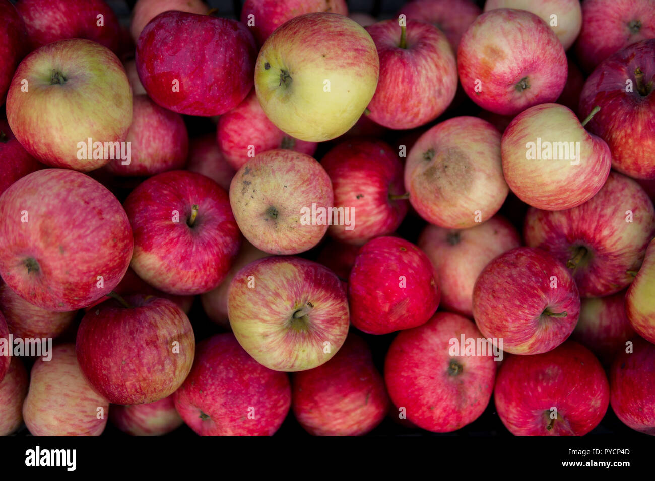 100 APPLES ARE IS CONSIDERED AS A LARGE NUMBER OF APPLES visual data 7