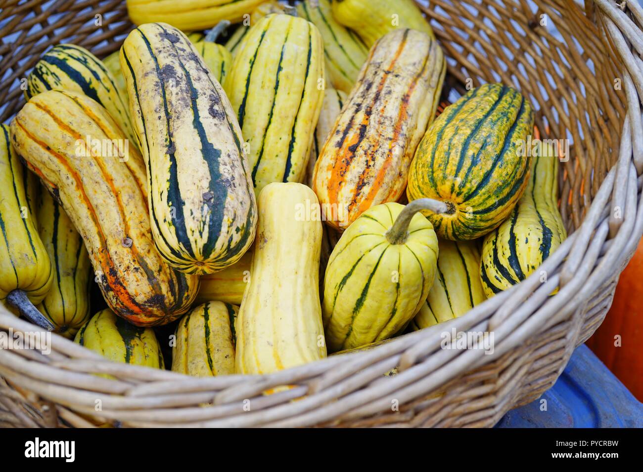 Basket of striped yellow and green delicata squash in the fall Stock Photo