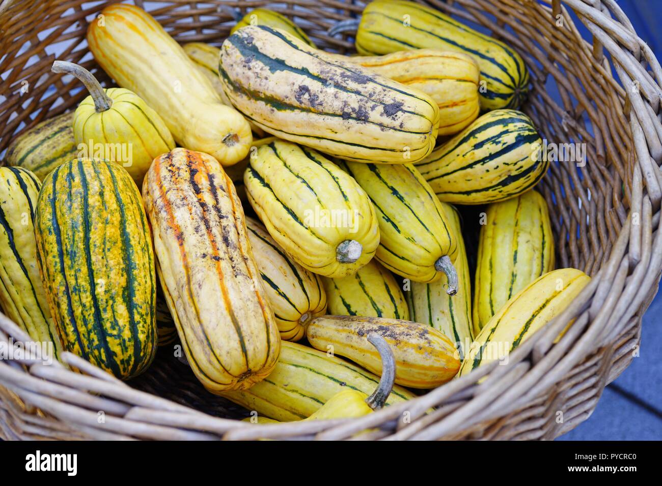 Basket of striped yellow and green delicata squash in the fall Stock Photo