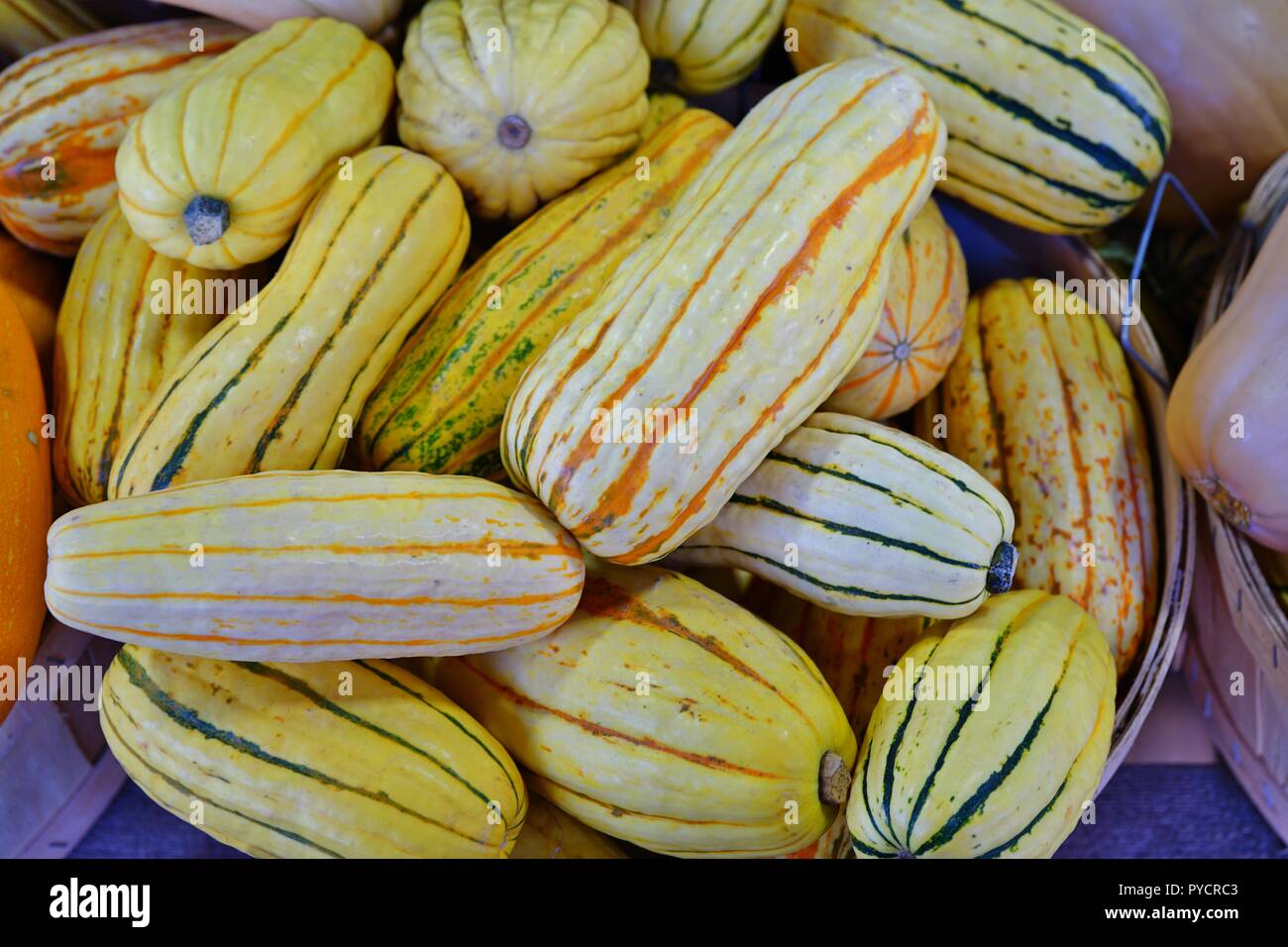 Basket of striped yellow and green delicata squash in the fall Stock Photo