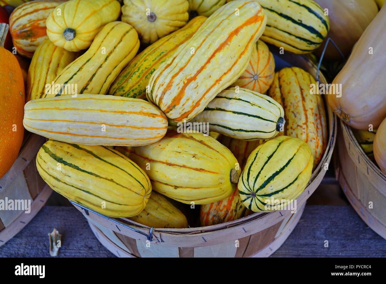 Basket of striped yellow and green delicata squash in the fall Stock Photo