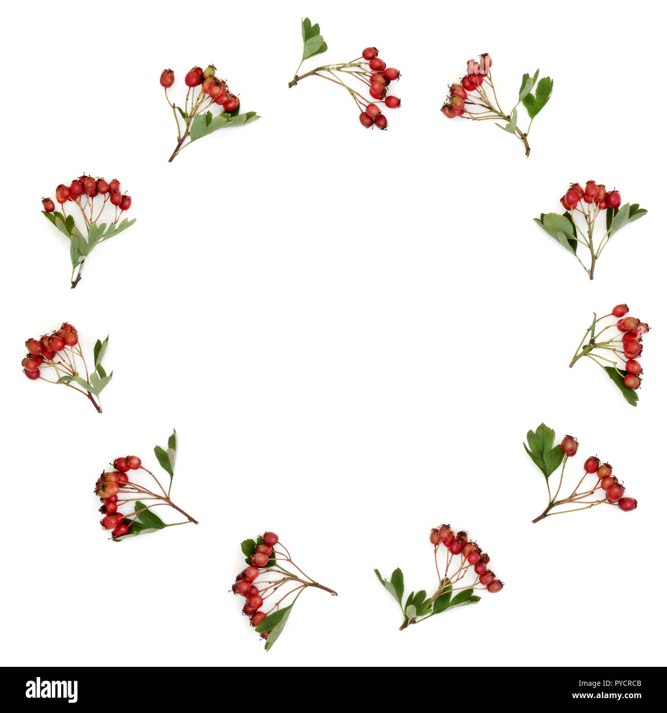 Hawthorn berry wreath on white background. Used in herbal medicine to lower blood pressure, improve circulation and help with cardiovascular problems. Stock Photo