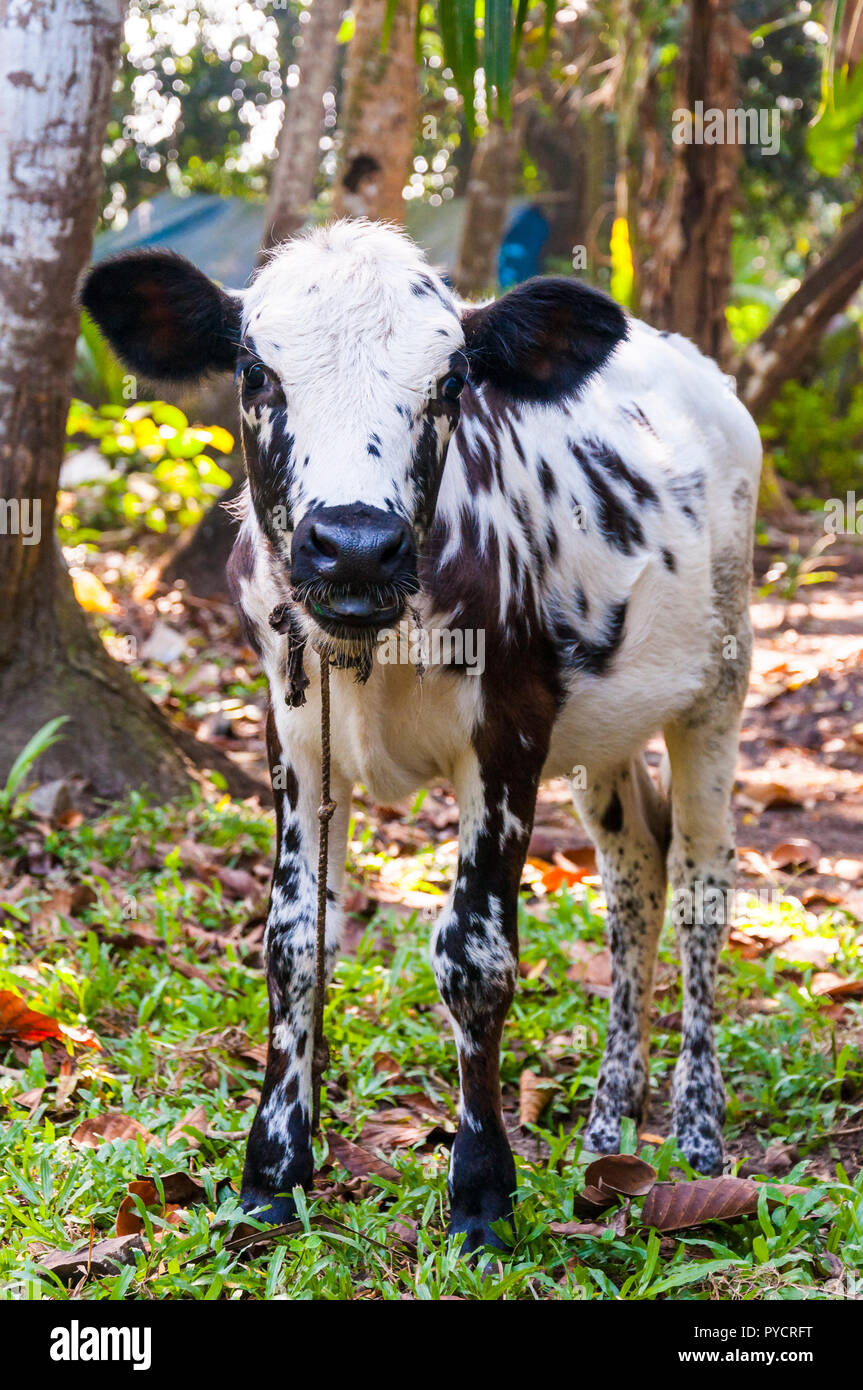 Kerala Domestic Animals Stock Photos & Kerala Domestic Animals Stock