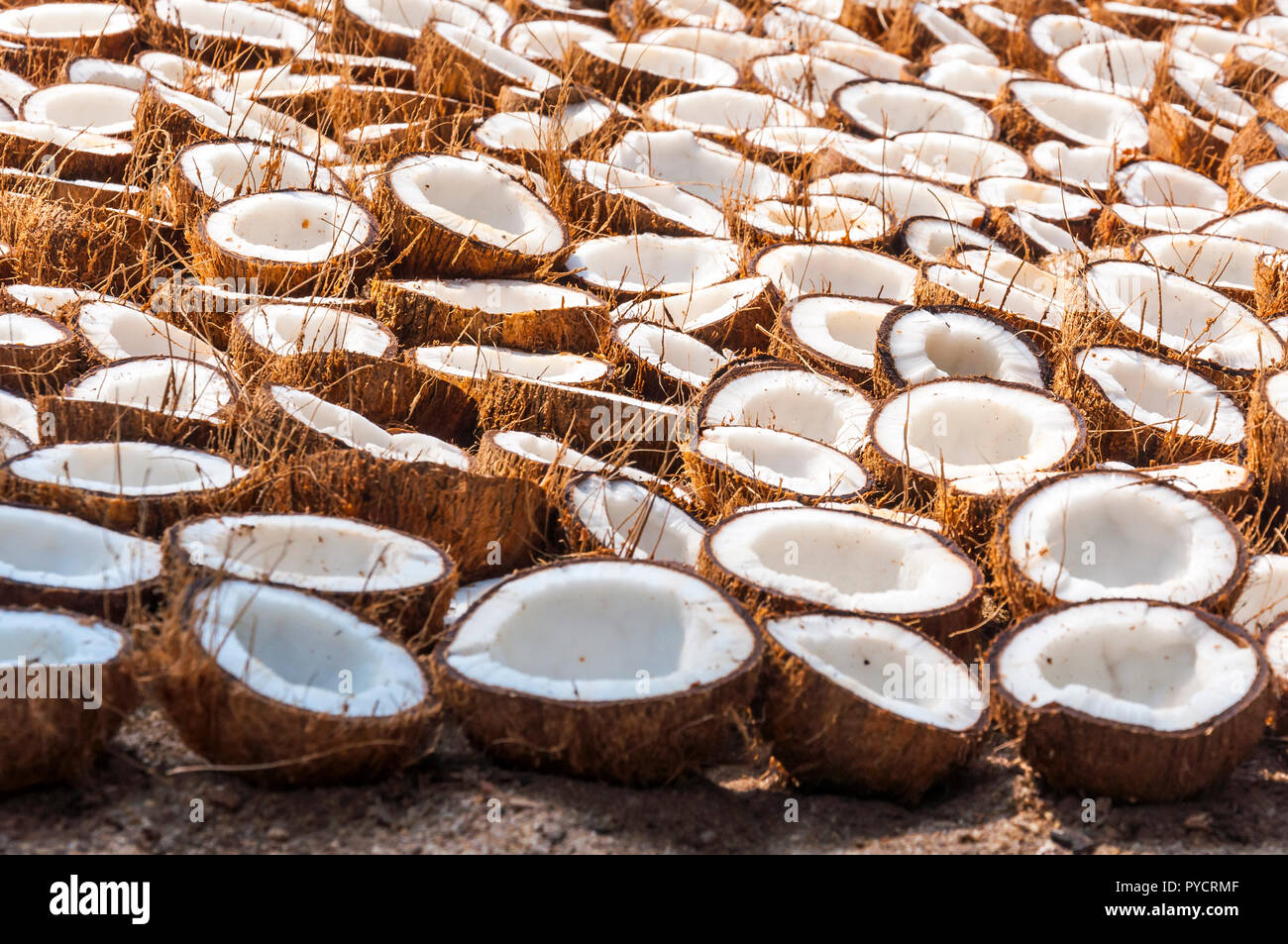 Here you can see the Indian coconut farm and their method of drying ...