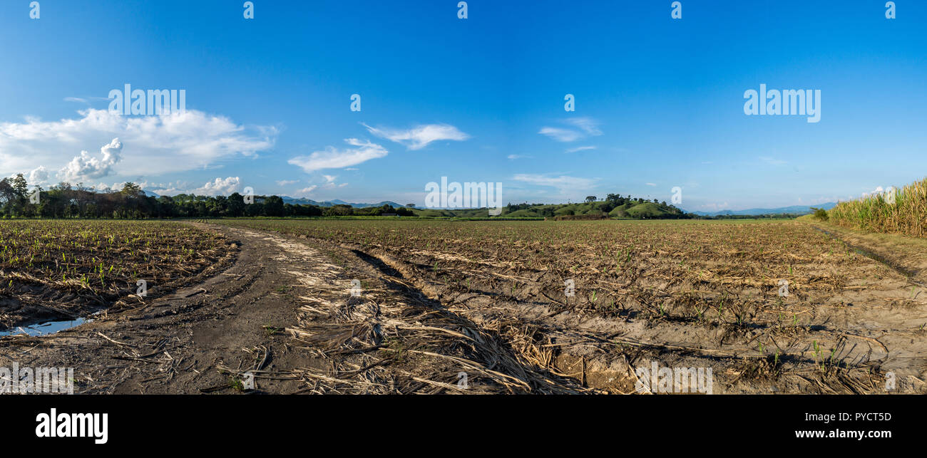 A nice cultivation of sugarcane in panoramic photography. Stock Photo