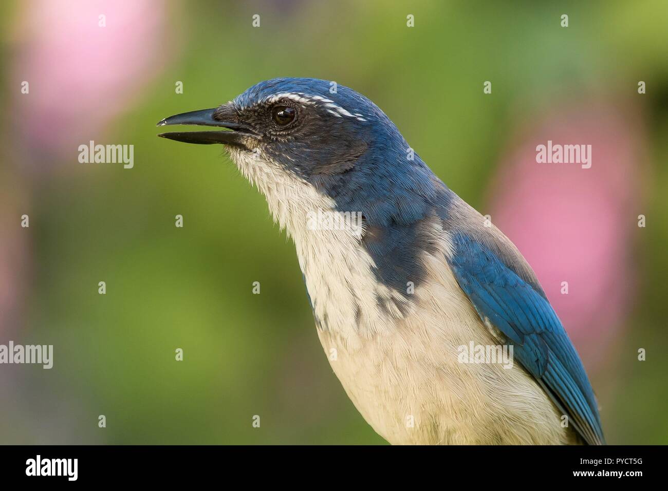 American Blue jay bird (Cyanocitta cristata) up close with its beak open. Blurred pink and green background. Stock Photo