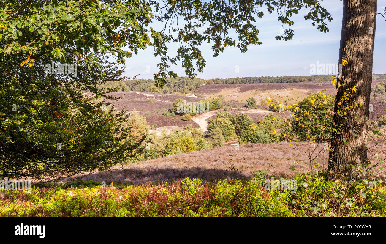 National Park Posbank Veluwe Netherlands Stock Photo Alamy