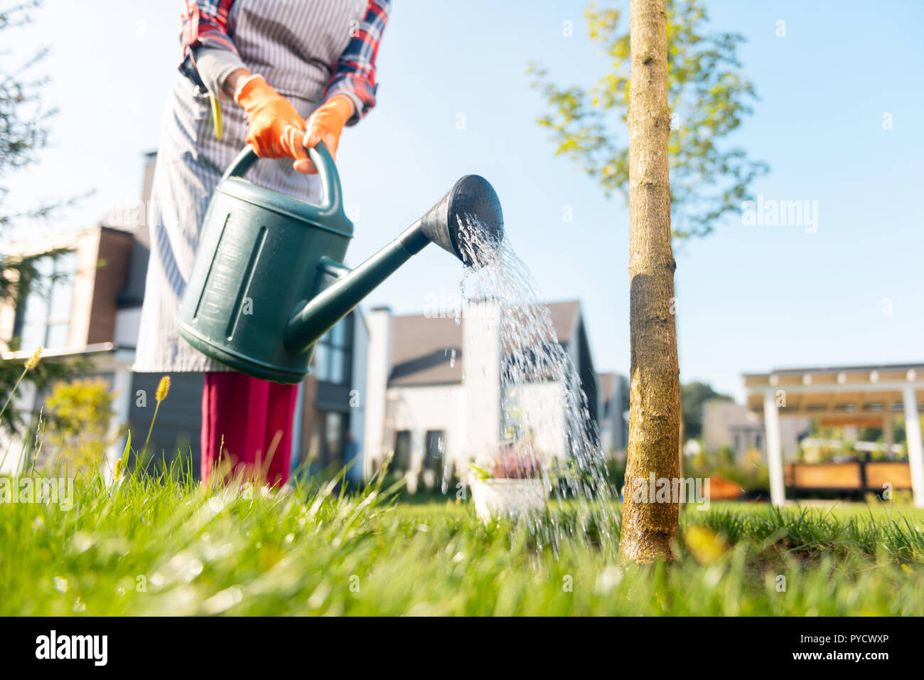 Как поливать растения осенью. Осенний полив плодовых деревьев. Когда осенью поливать. Искореняющая обработка сада осенью. Как поливать растения осенью.