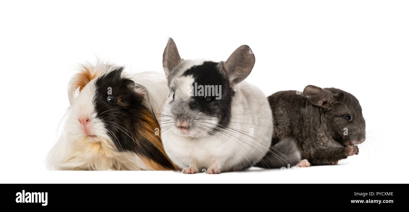 Guinea pig and Chinchillas Stock Photo