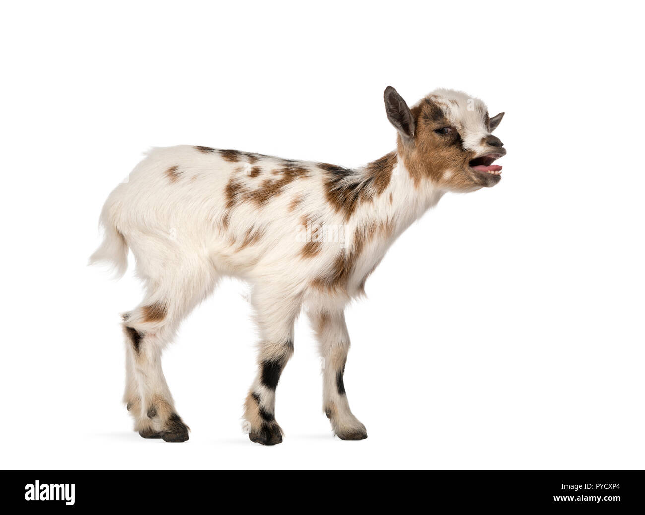 Young domestic goat bleating, kid, isolated on white Stock Photo