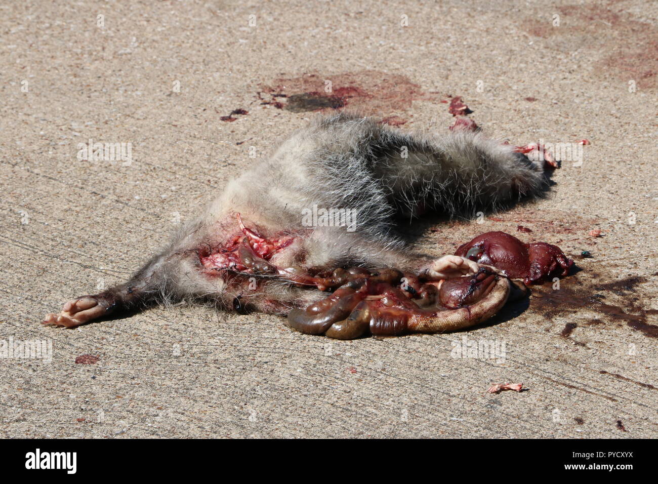 Opossum roadkill Stock Photo