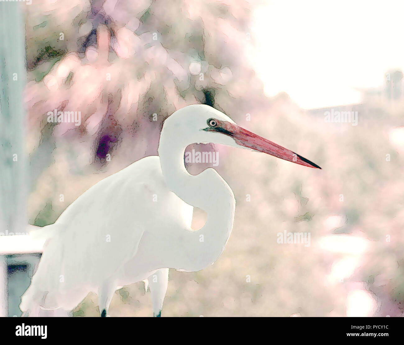 Great white heron Cedar Key Florida special effects Stock Photo