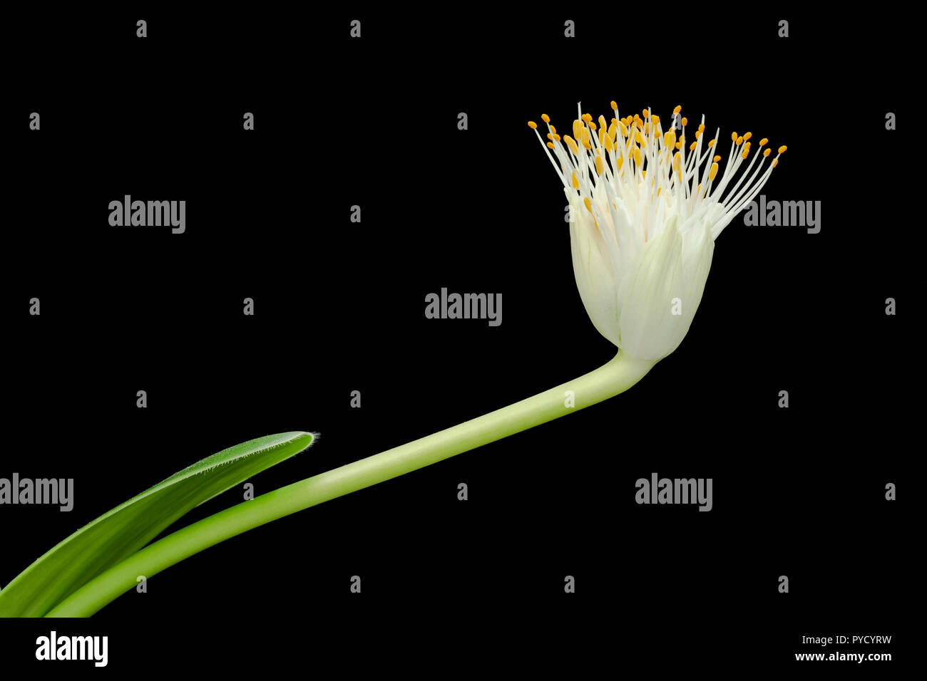 Paintbrush plant, or Paintbrush Lily, Haemanthus albiflos, a succulent bulb from South Africa (in cultivation).  Family Amaryllidaceae Stock Photo