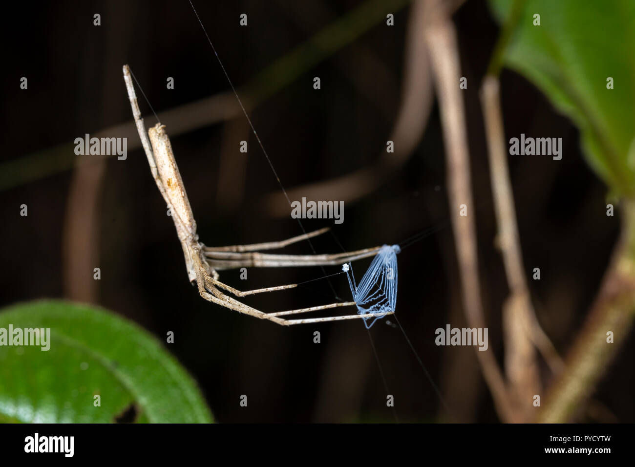 Net-casting spider, Deinopis sp) Ranomafana, Madagascar Stock Photo