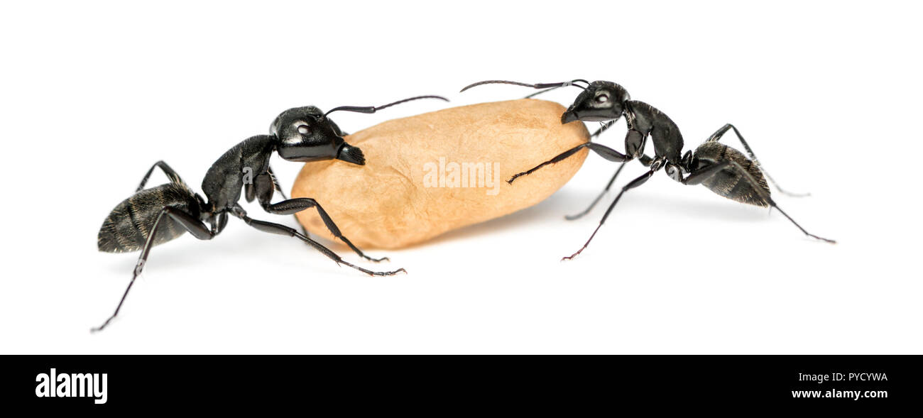 Two Carpenter ants, Camponotus vagus, carrying an egg Stock Photo Alamy