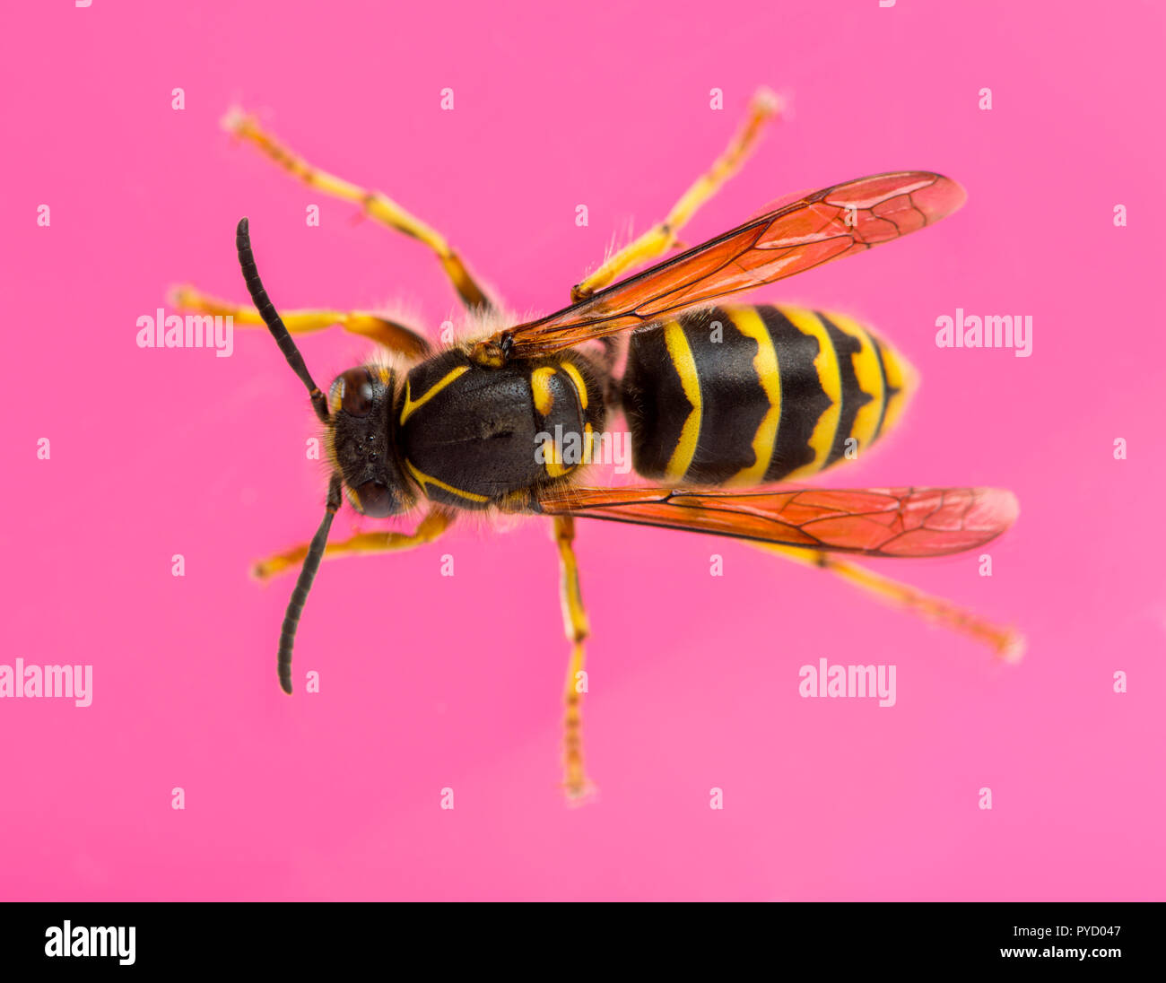 High view of a Wasp in front of a pink background Stock Photo - Alamy