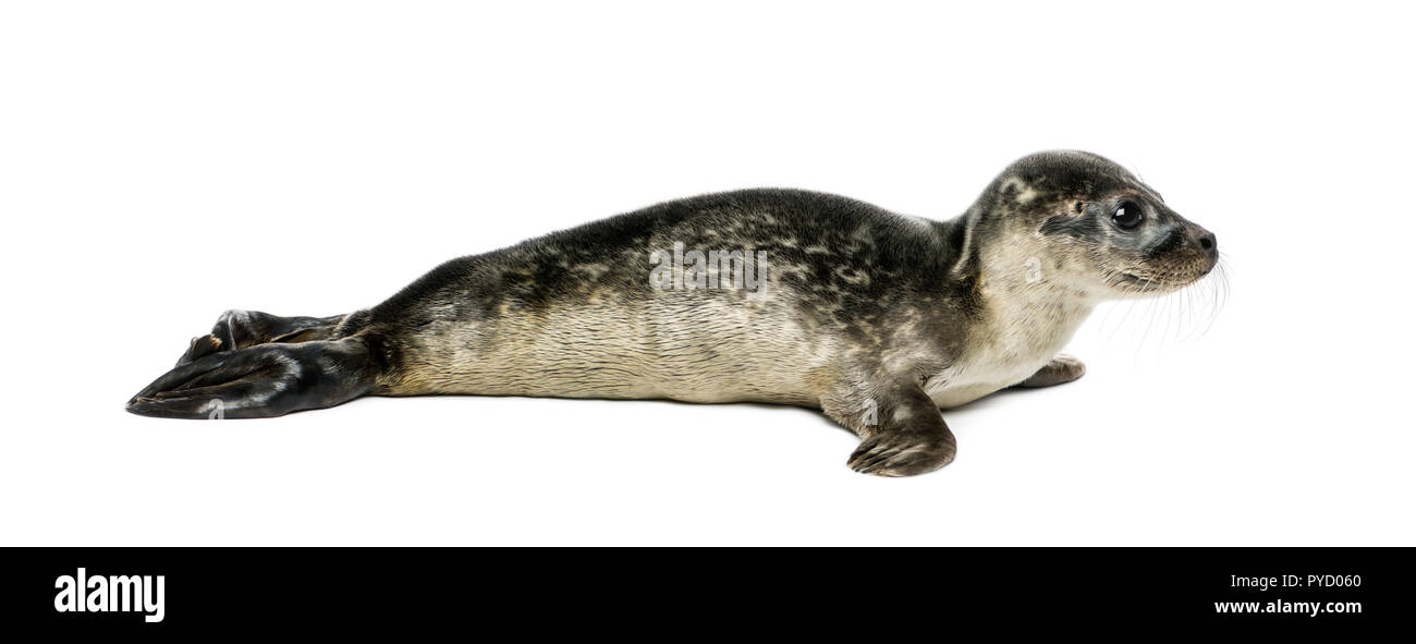 21+ White Harbor Seal Pup PNG