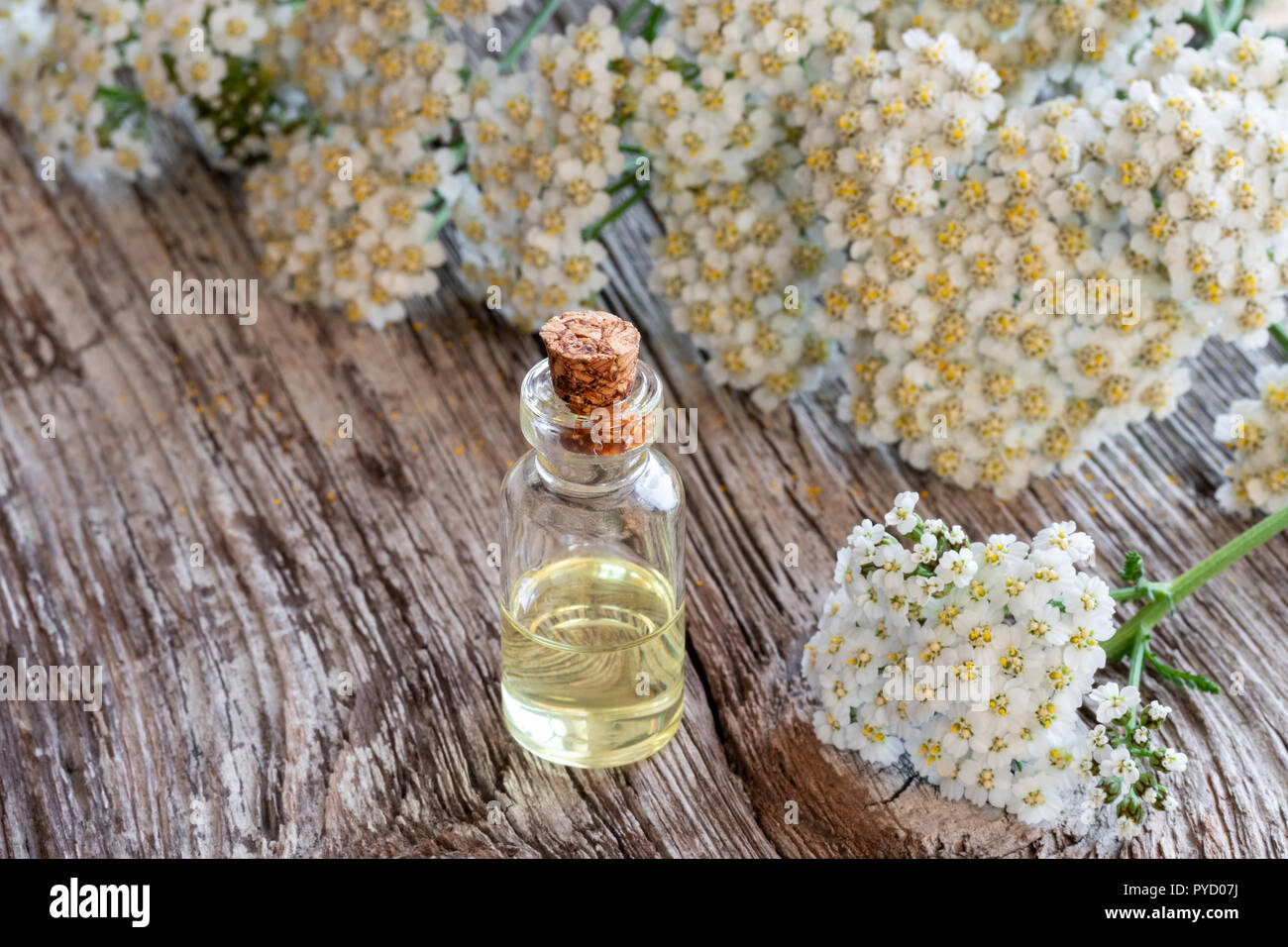 A bottle of essential oil with fresh blooming yarrow twigs Stock Photo ...