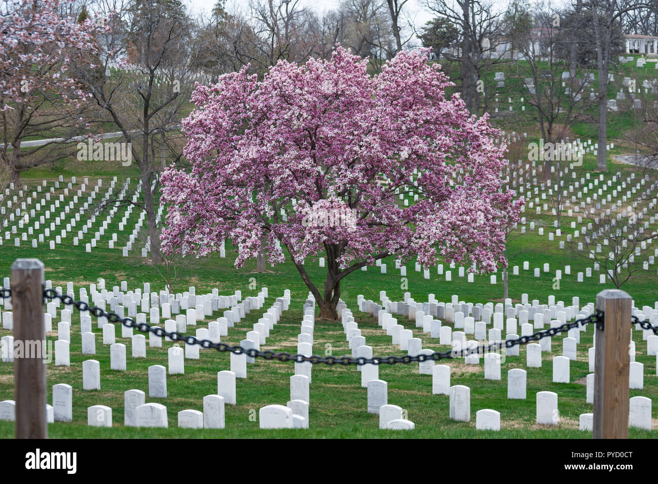 Arlington National Cemetery with beautiful Cherry Blossom and