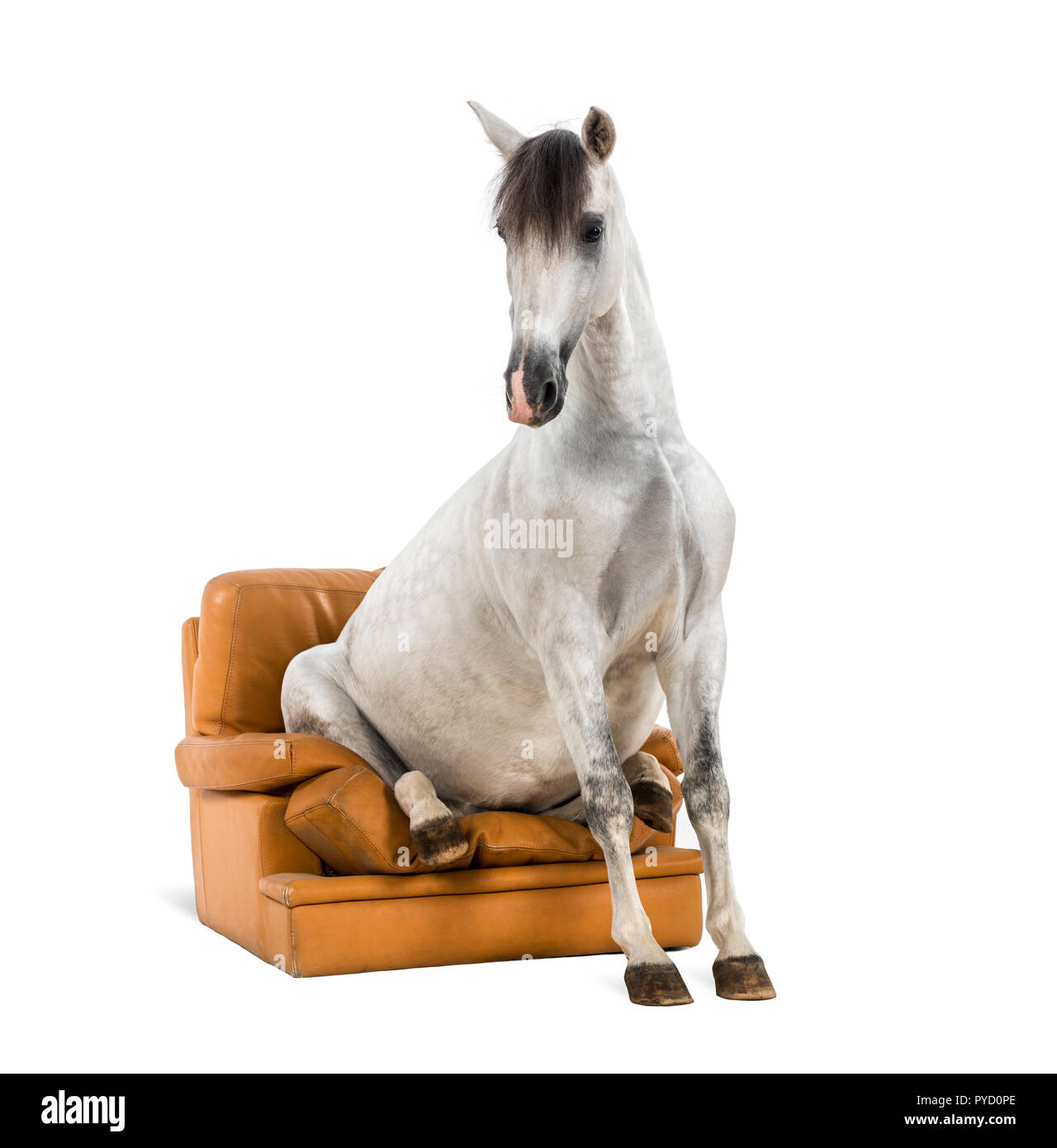 Andalusian horse sitting on an armchair Stock Photo
