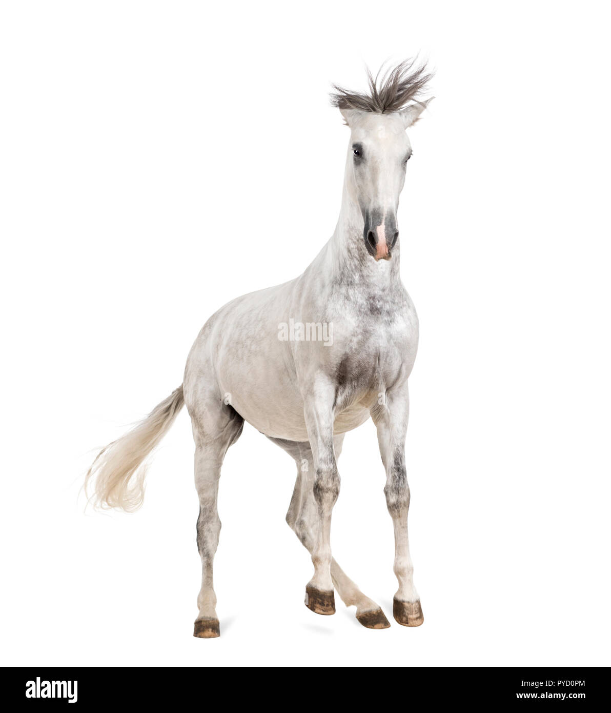 Andalusian horse Stock Photo
