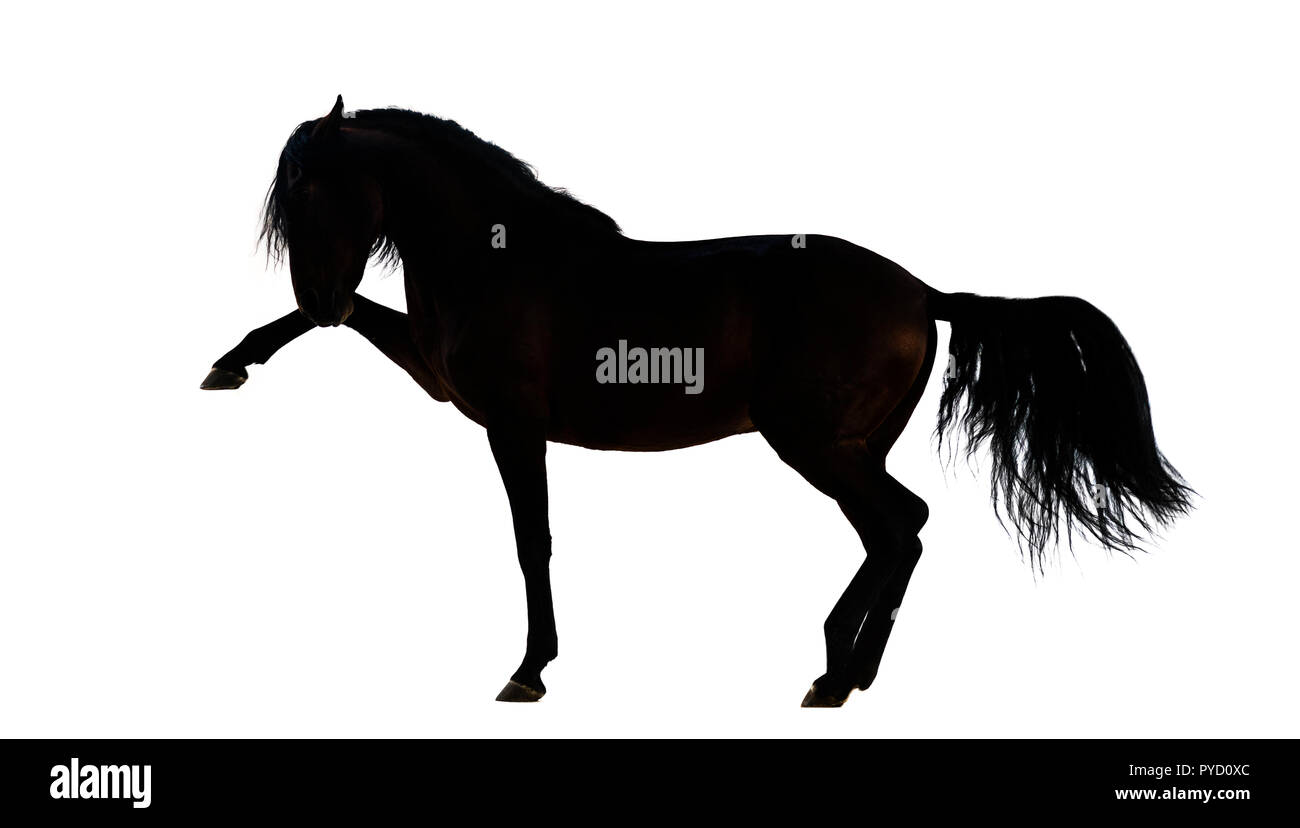 Silhouette of an Andalusian horse performing Spanish walk Stock Photo