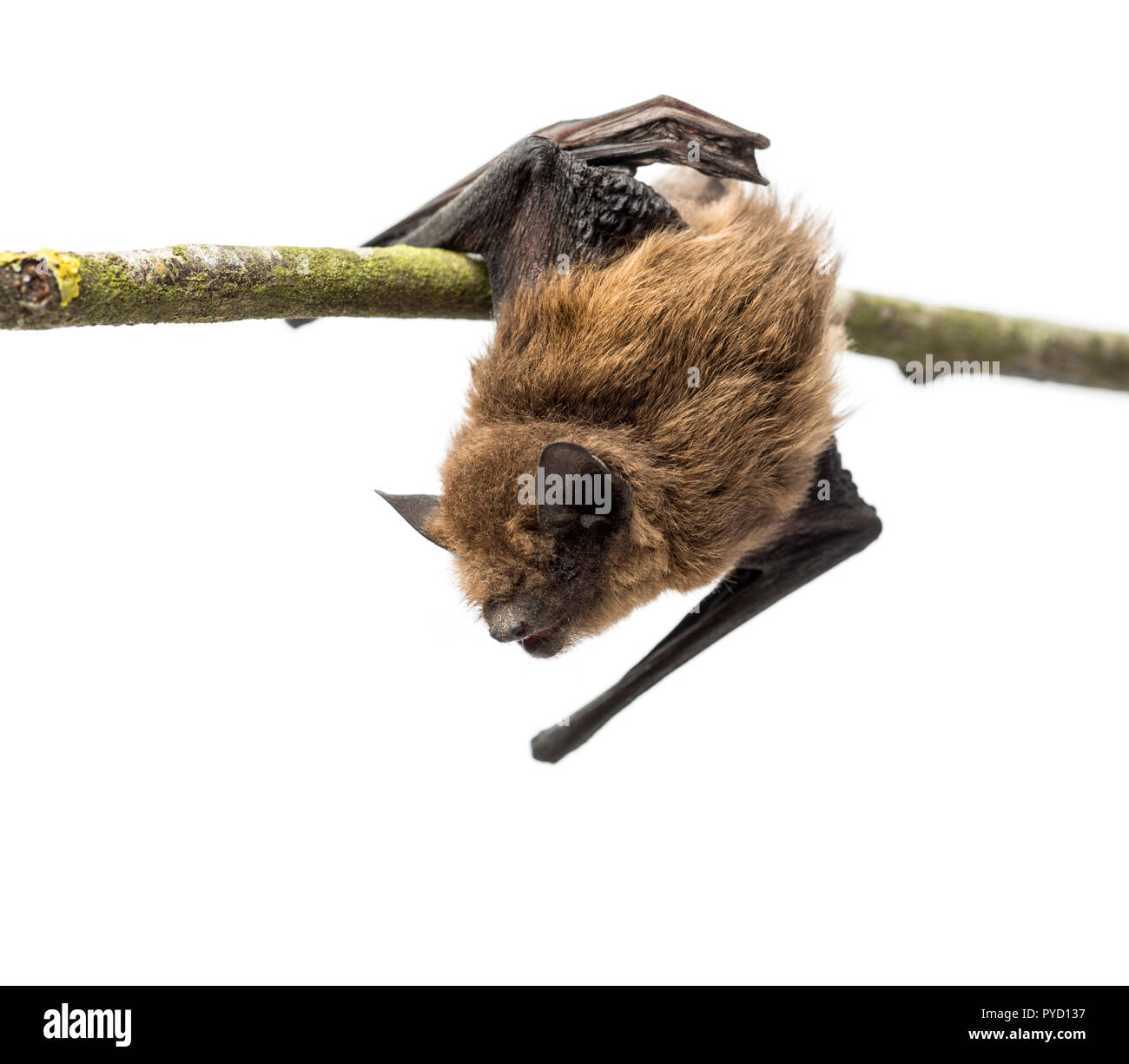 Old common bentwing bat perched on a branch Stock Photo Alamy
