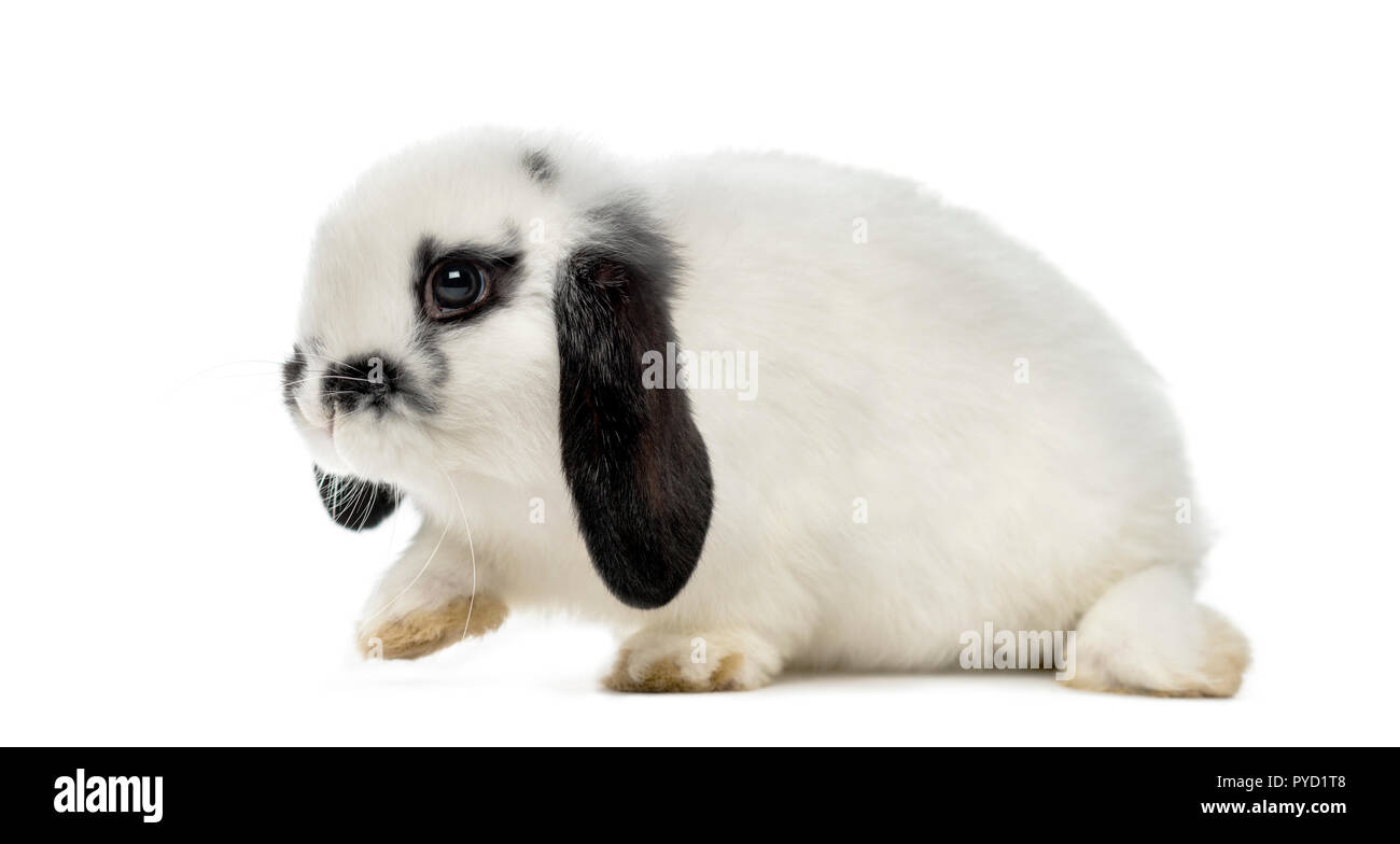 Black white lop eared rabbit hires stock photography and images Alamy