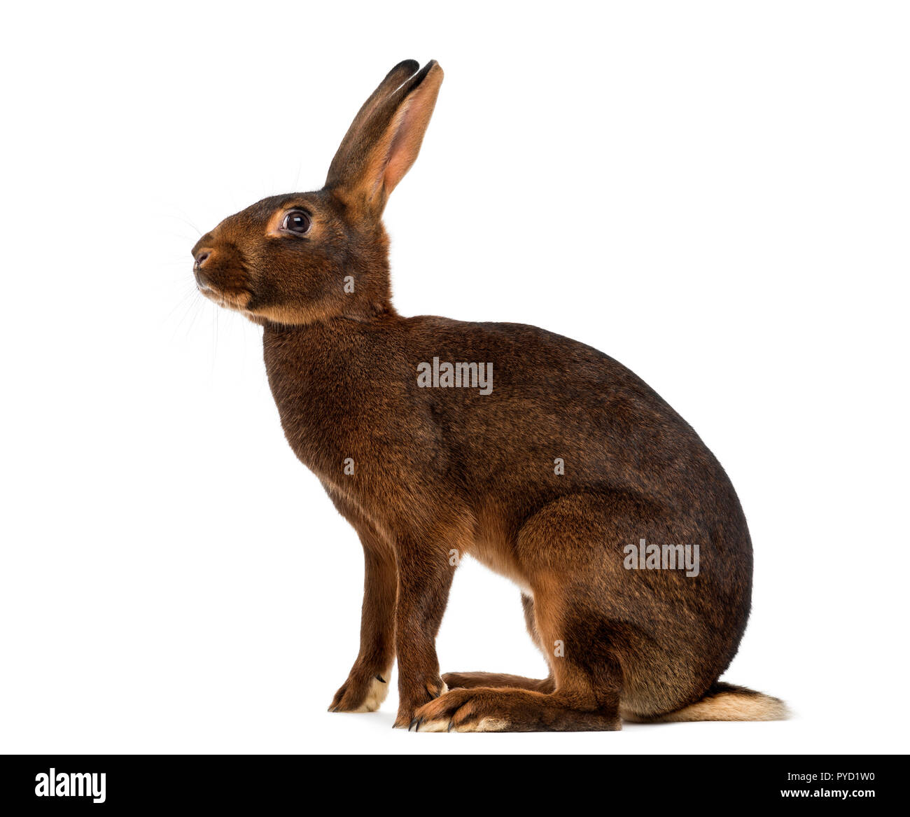 Belgian Hare in front of a white background Stock Photo Alamy