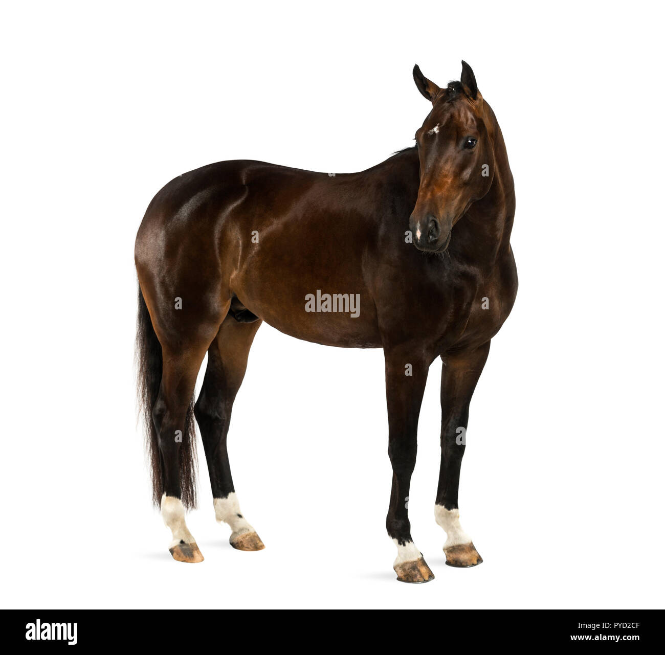 KWPN - Dutch Warmblood, 3 years old - Equus ferus caballus Stock Photo