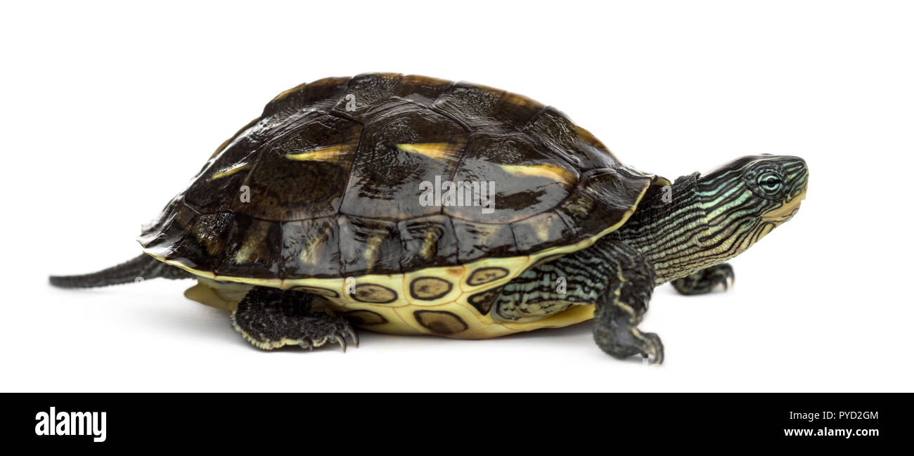Chinese stripe-necked turtle (1 year old), Ocadia sinensis, in front of a white background Stock Photo