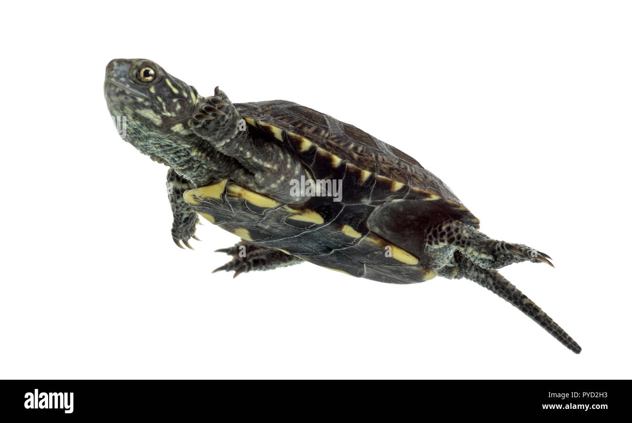 European pond turtle (1 year old), Emys orbicularis, swimming in front of a white background Stock Photo