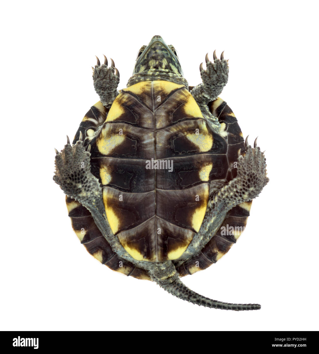 Bottom view of an European pond turtle (1 year old), Emys orbicularis, in front of a white background Stock Photo