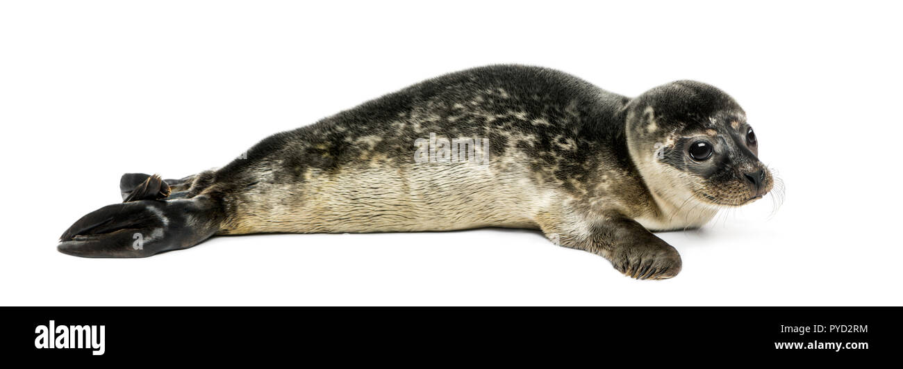 45+ White Harbor Seal Pup Pictures