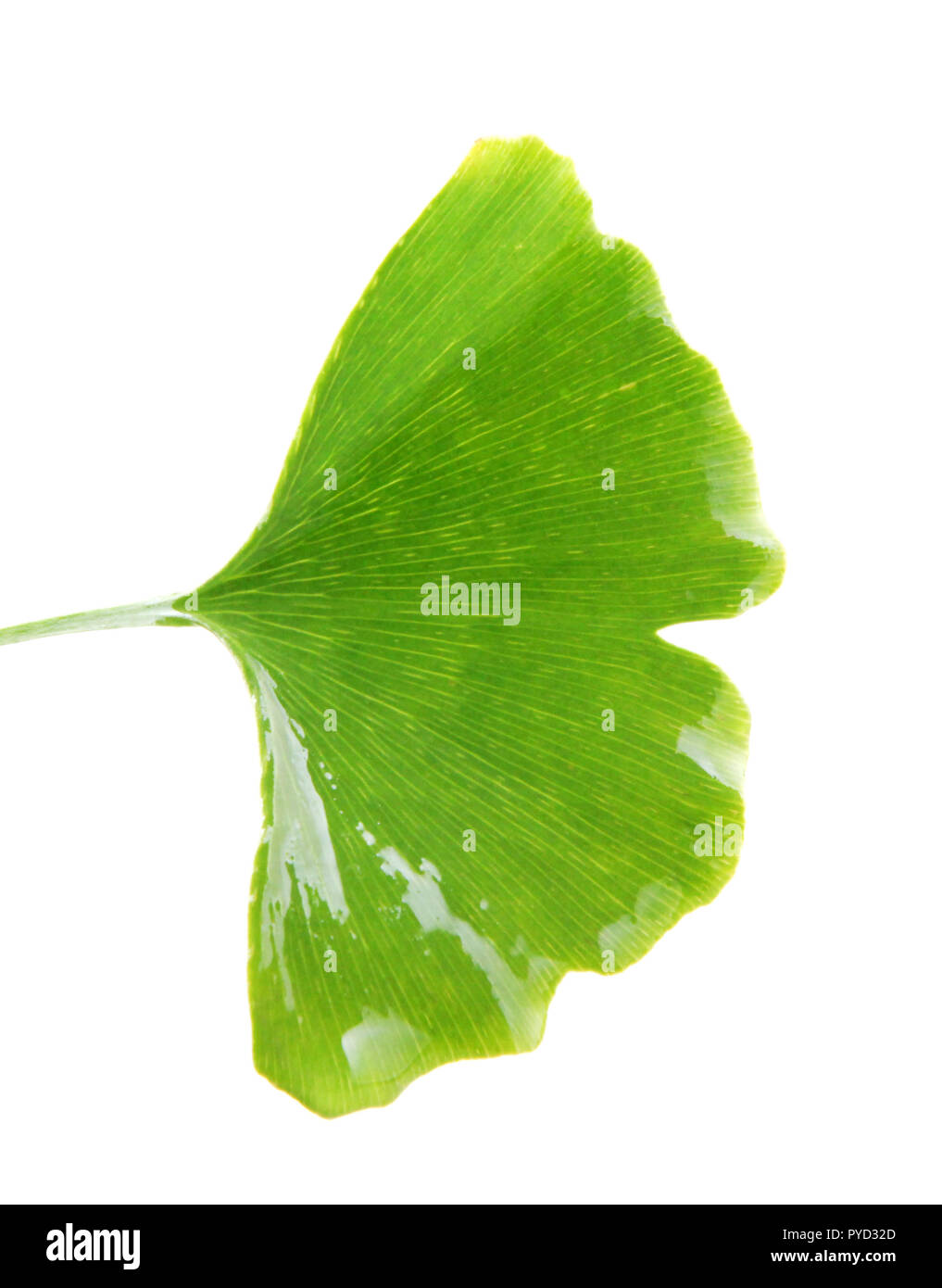 ginkgo biloba leaf isolated on white background Stock Photo Alamy