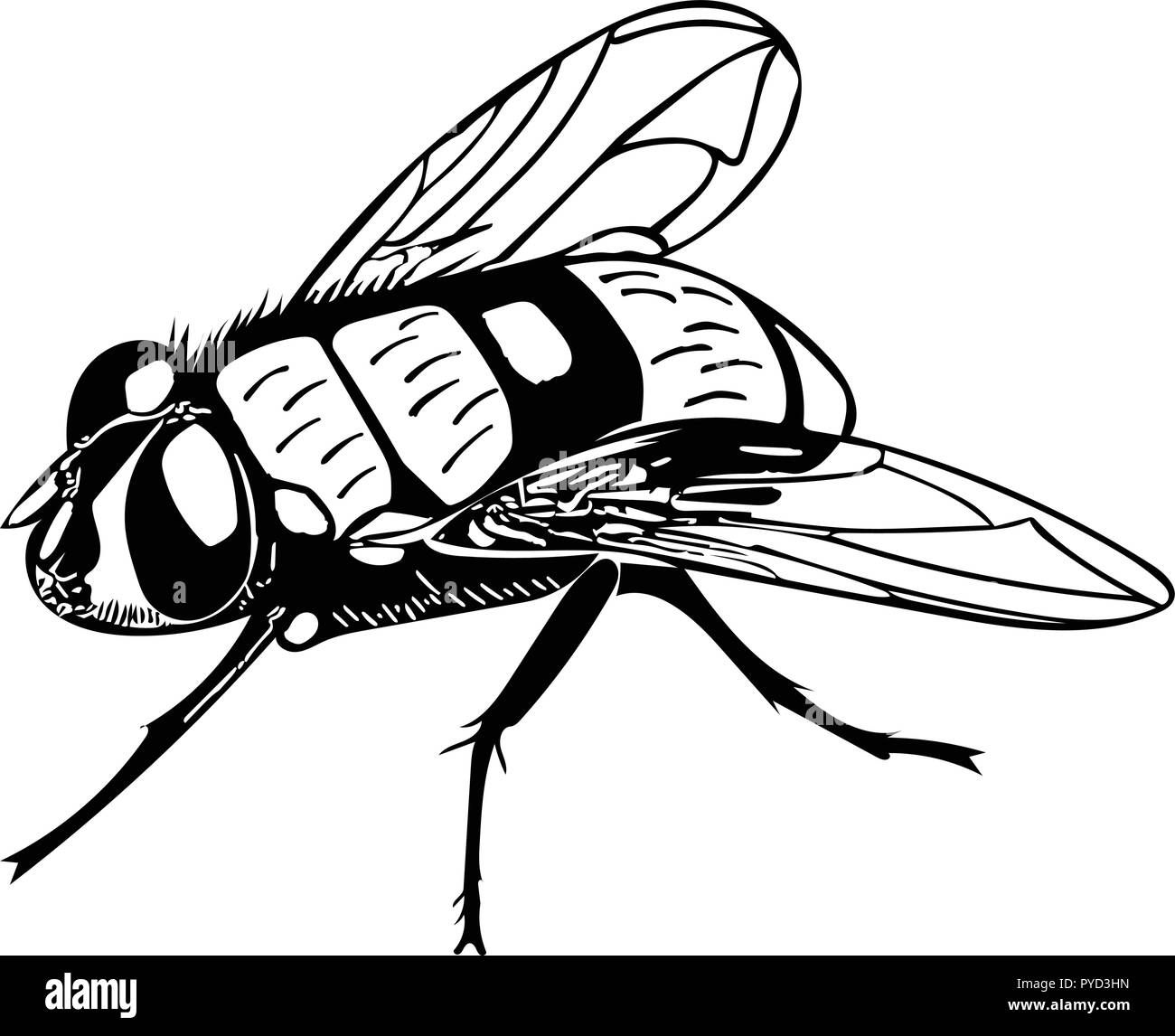 Monochrome vector of Common house fly at rest Stock Vector