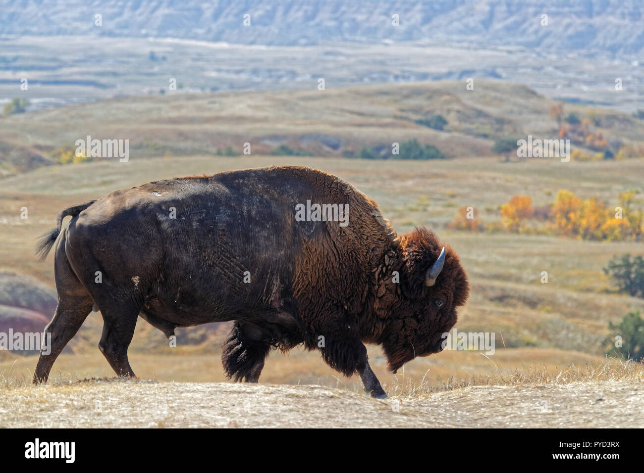 Badlands Animal Hi Res Stock Photography And Images Alamy