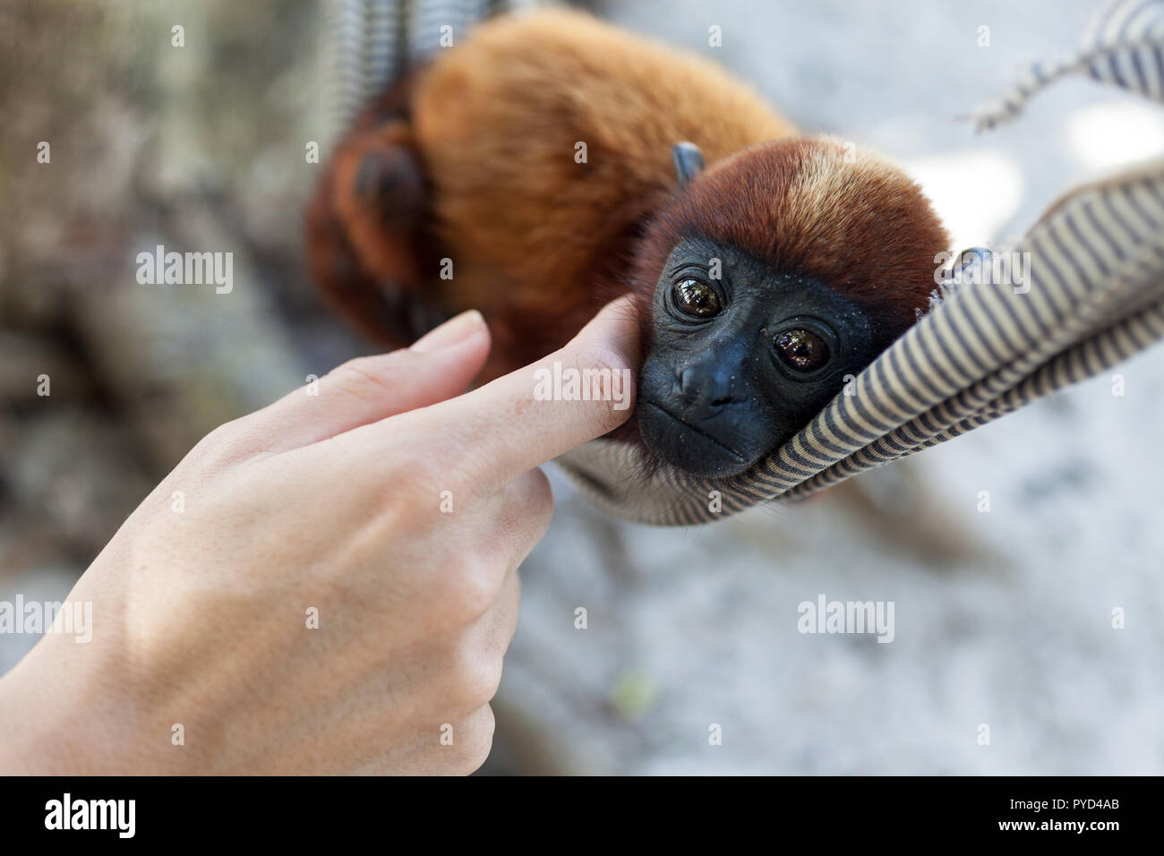 Rainforest animal amazon monkey hi-res stock photography and images - Page  2 - Alamy
