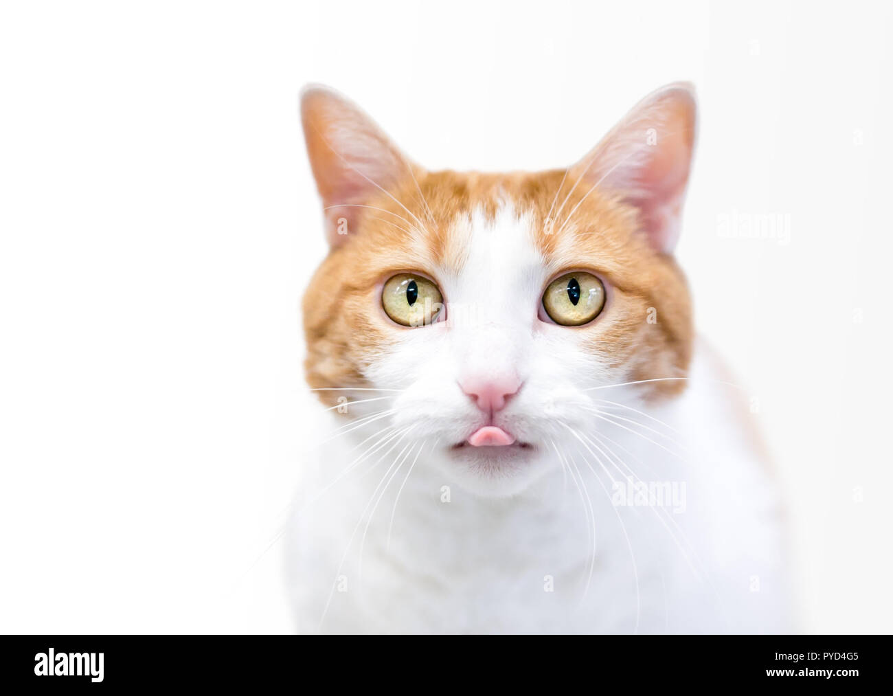 A domestic shorthair cat with orange tabby and white markings sticking
