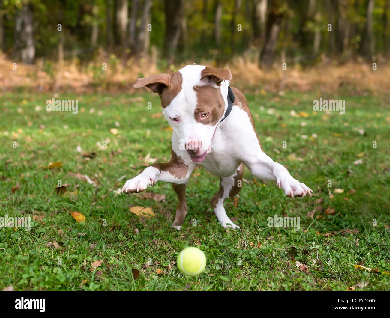 https://c8.alamy.com/comp/PYD4GD/a-playful-red-and-white-pit-bull-terrier-mixed-breed-dog-jumping-to-catch-a-tennis-ball-PYD4GD.jpg