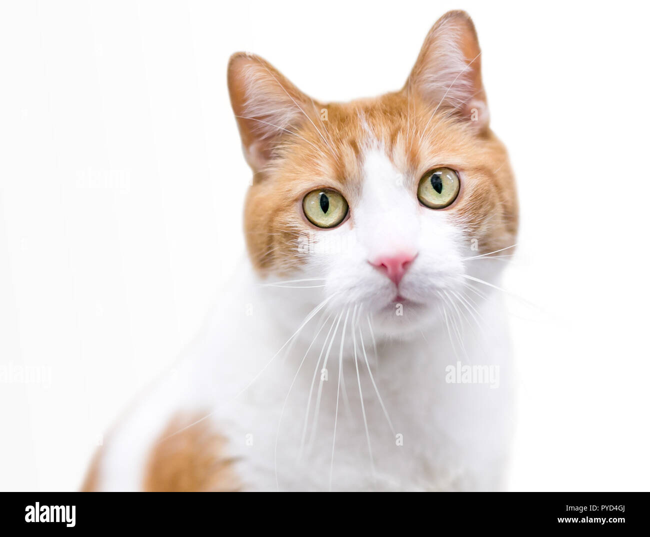 A domestic shorthair cat with orange tabby and white markings Stock