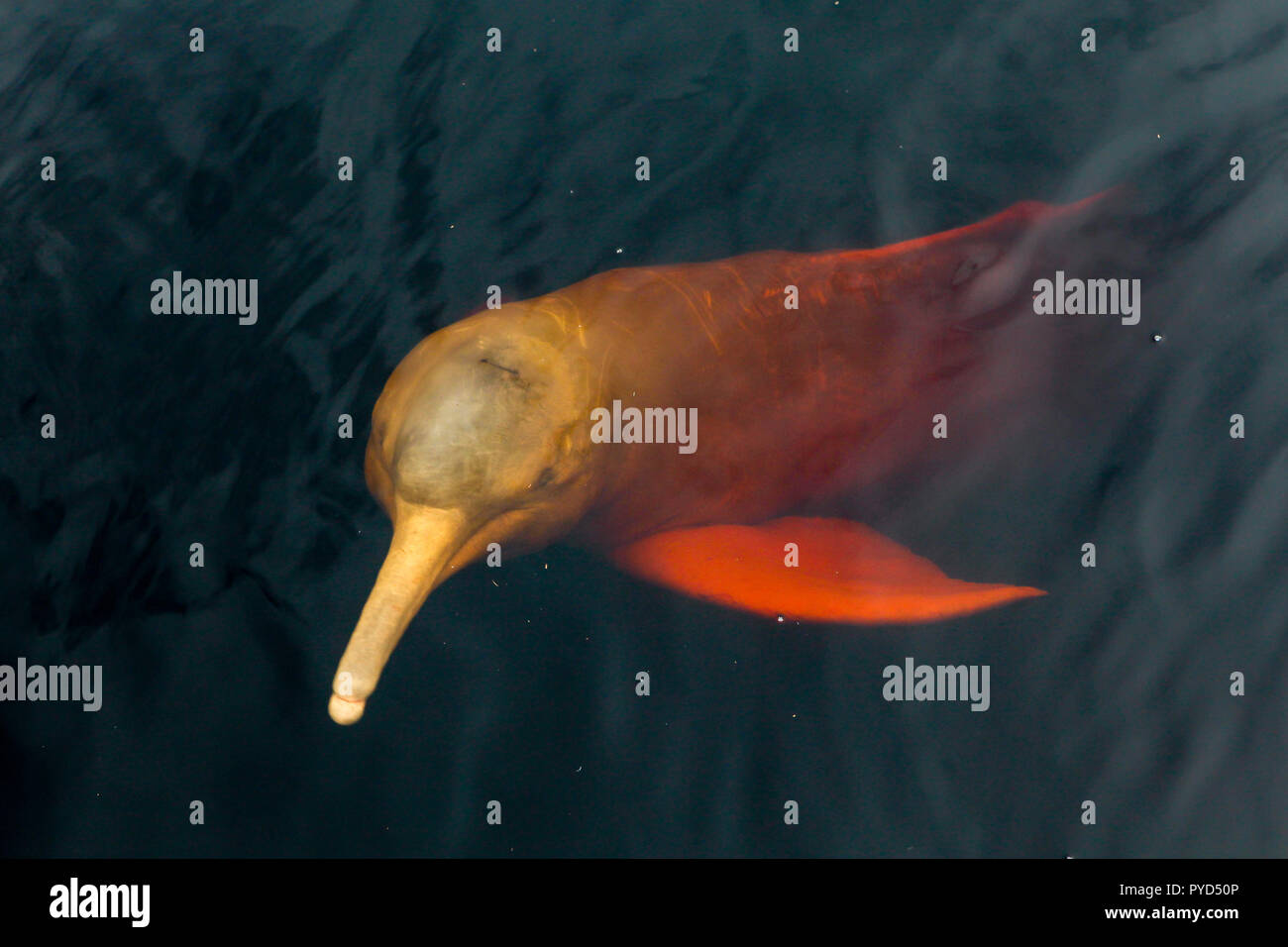 A Rare Pink Dolphin Boto Cor De Rosa Swimming On The Negro River In The Brazilian Amazon Stock Photo Alamy A Rare Pink Dolphin Boto Cor De Rosa Swimming On The Negro River In The Brazilian Amazon Stock Photo Alamy