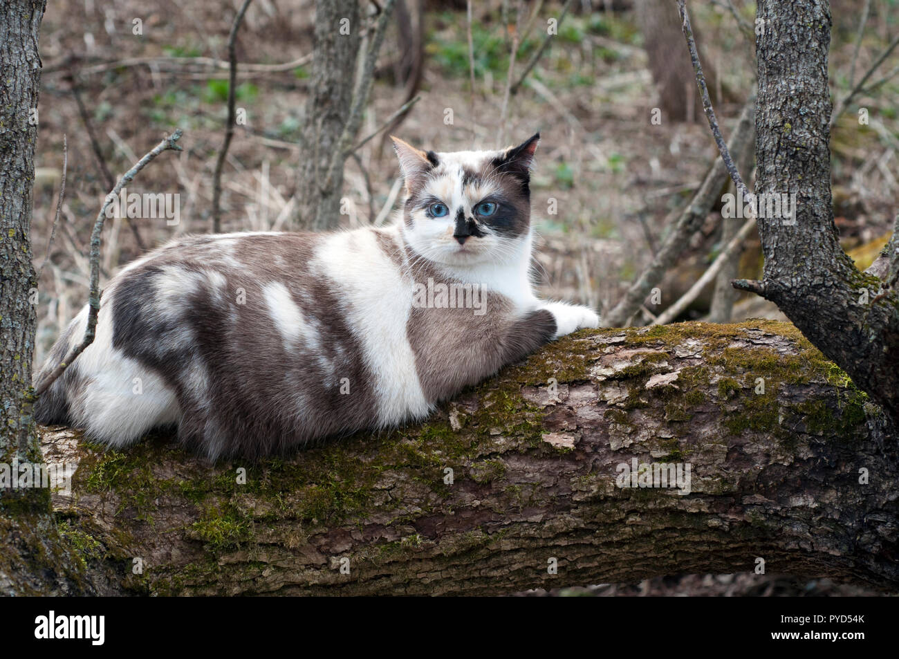 Calico cat posing Stock Photo
