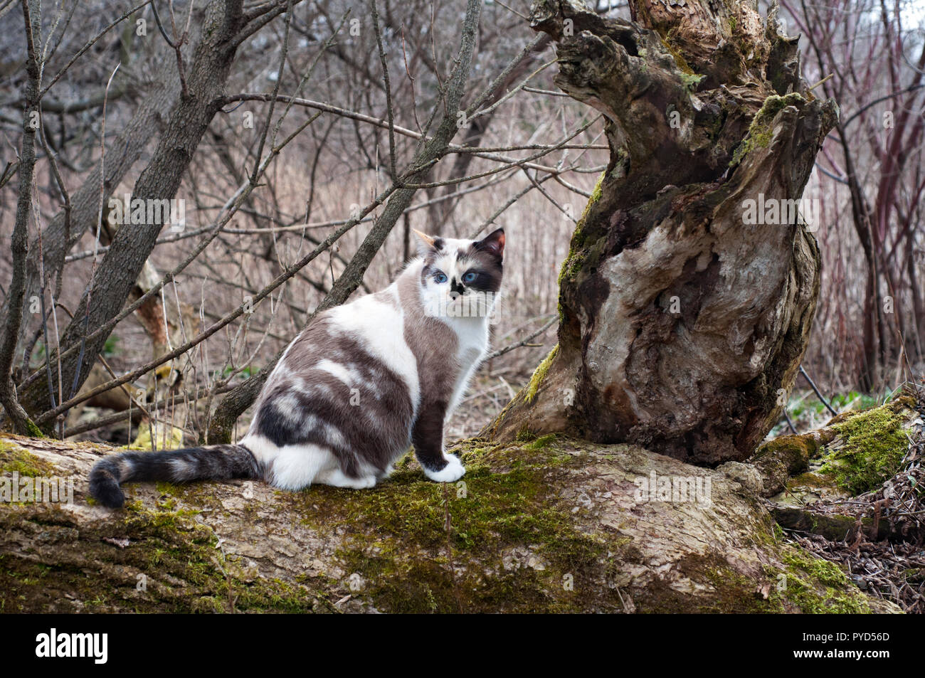 Calico cat posing Stock Photo